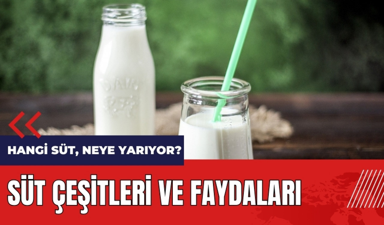 Hangi süt neye yarıyor? Süt çeşitleri ve faydaları