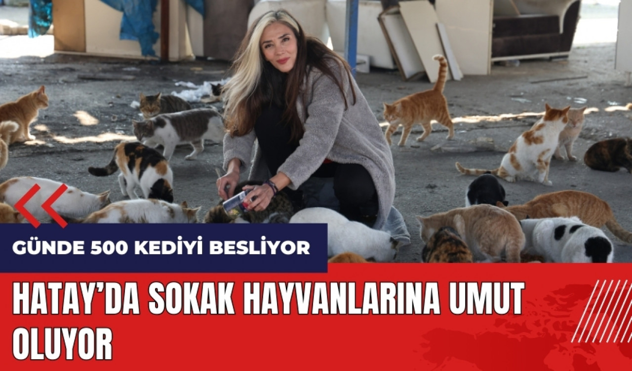 Hatay'da sokak hayvanlarına umut oluyor