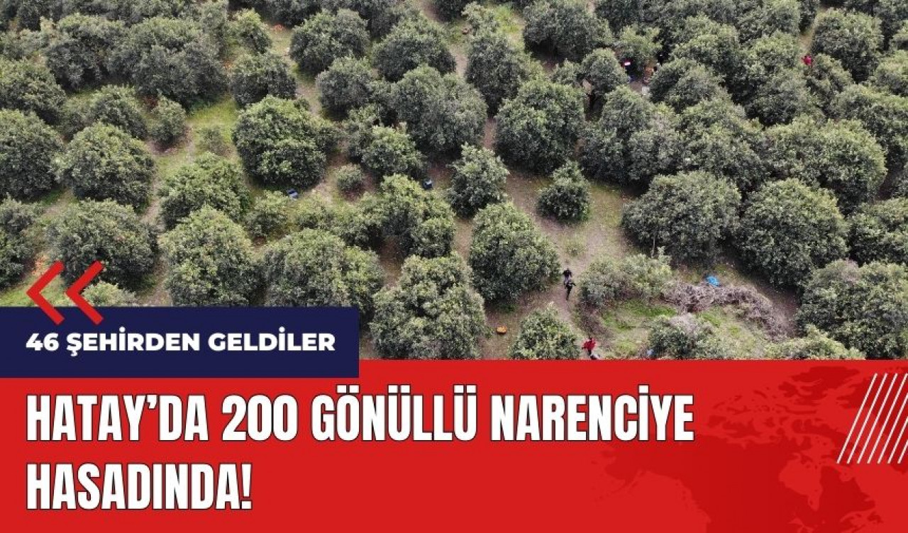 Hatay'da 46 şehirden gelen 200 gönüllü narenciye hasadında!