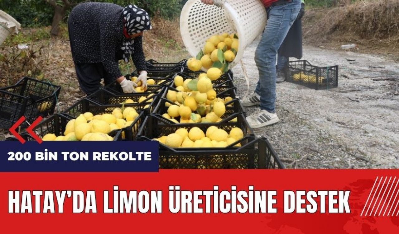 Hatay'da limon üreticisine destek