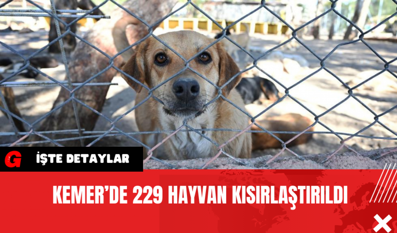 Kemer’de 229 Hayvan Kısırlaştırıldı