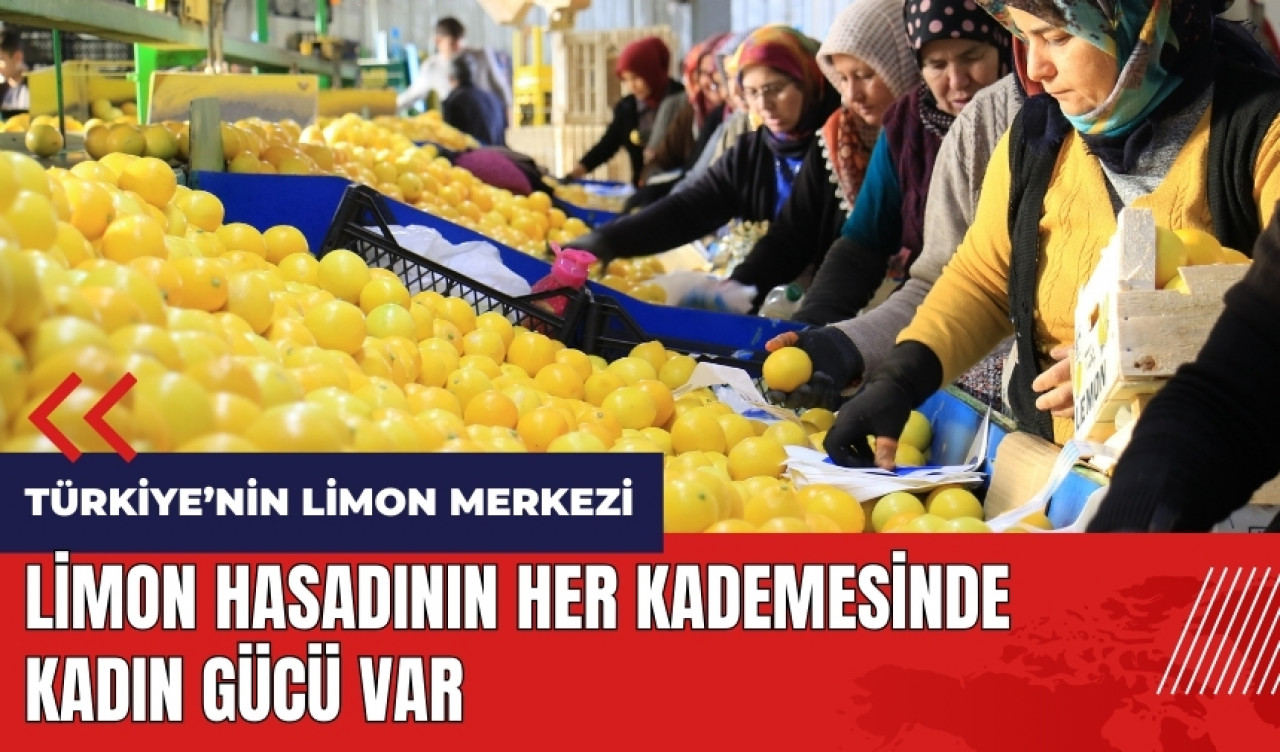 Mersin'de limon hasadının her kademesinde kadın gücü var