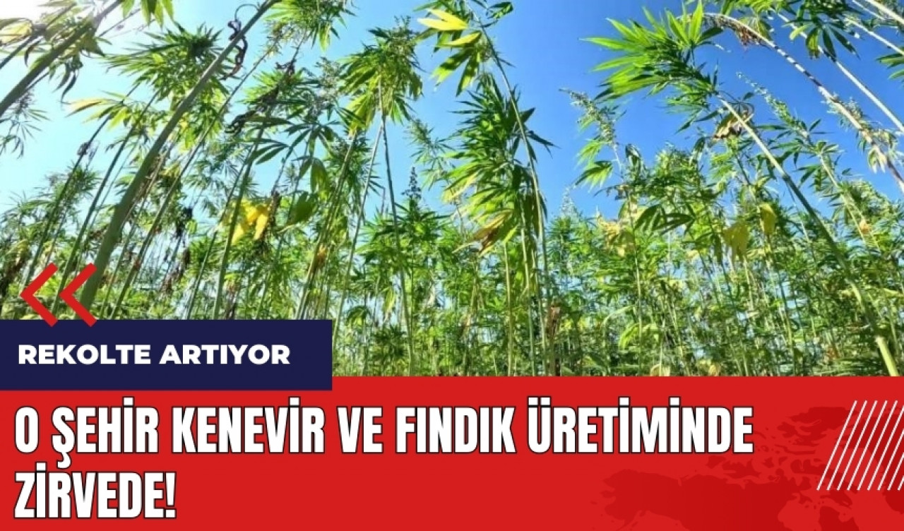 O şehir kenevir ve fındık üretiminde zirvede!