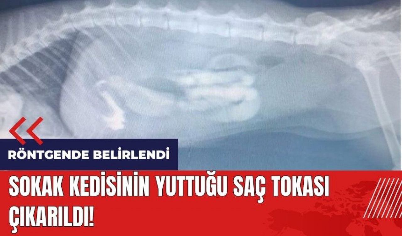 Sokak kedisine operasyon! Yuttuğu saç tokası çıkarıldı