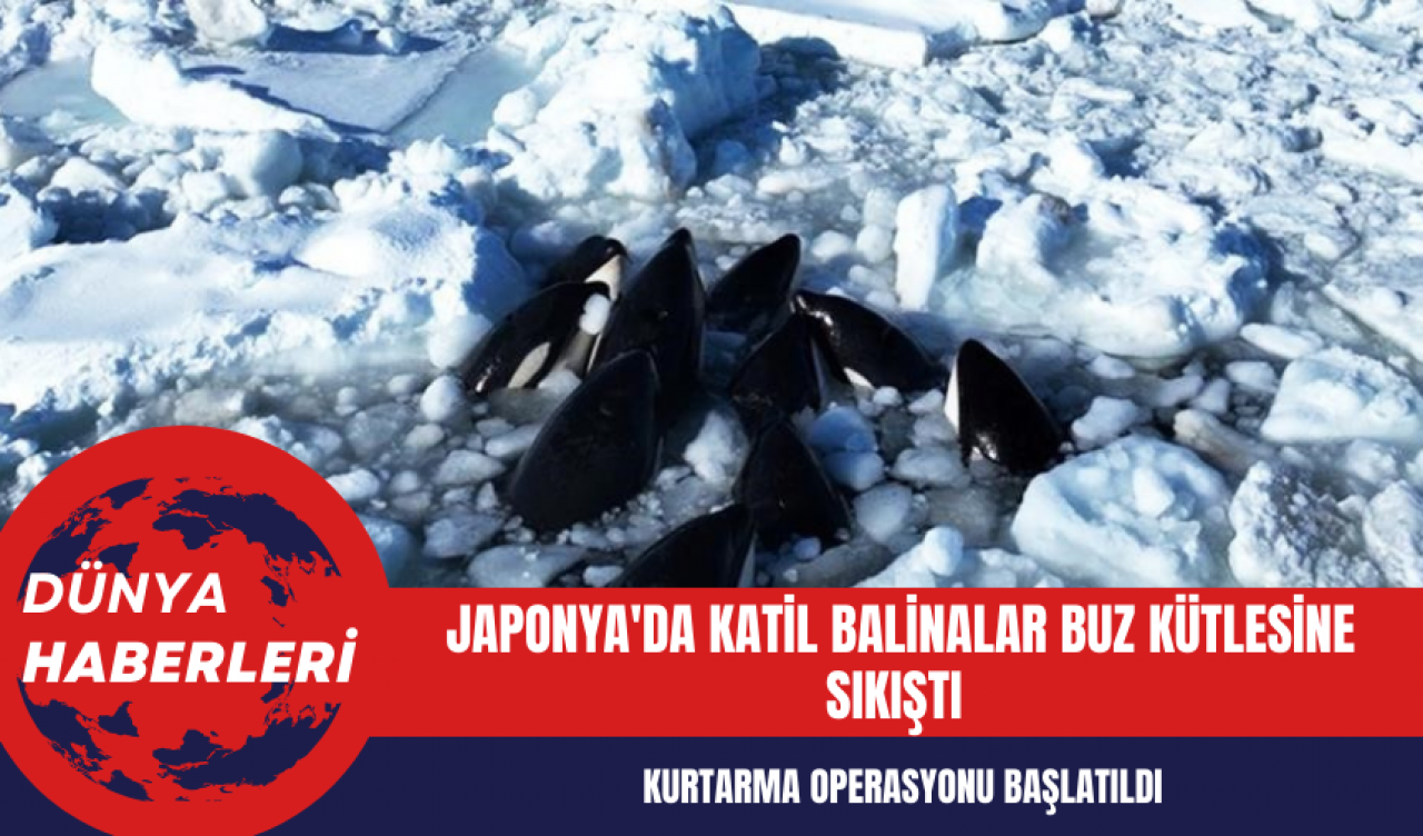 Japonya'da Katil Balinalar Buz Kütlesine Sıkıştı Kurtarma Operasyonu Başlatıldı