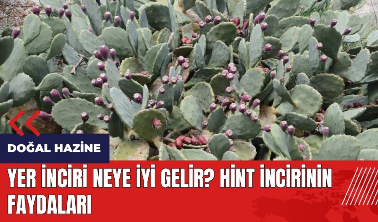 Yer inciri neye iyi gelir? Hint incirinin faydaları