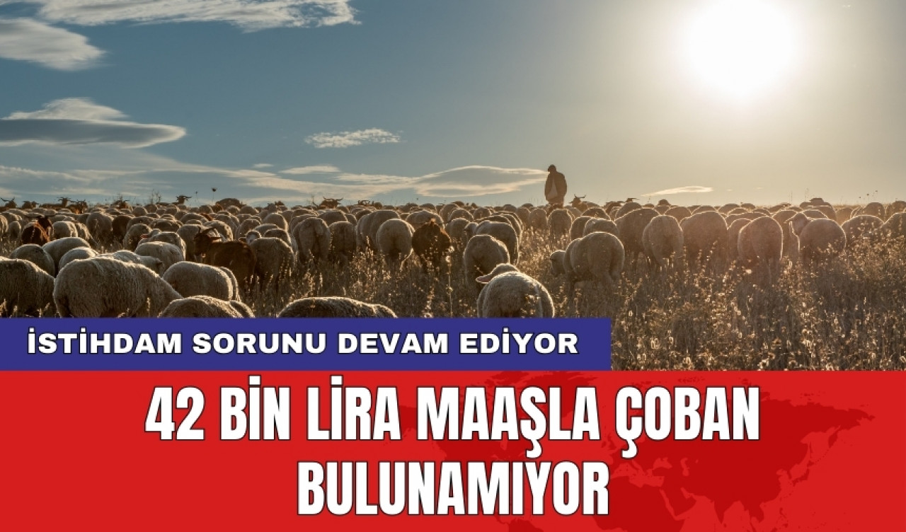 42 bin lira maaşla çoban bulunamıyor