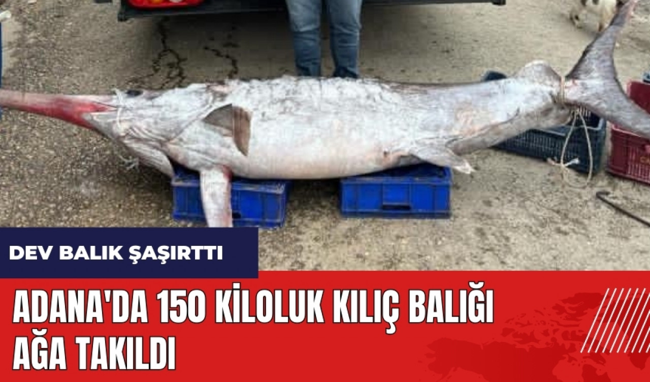 Adana'da 150 kiloluk kılıç balığı ağa takıldı