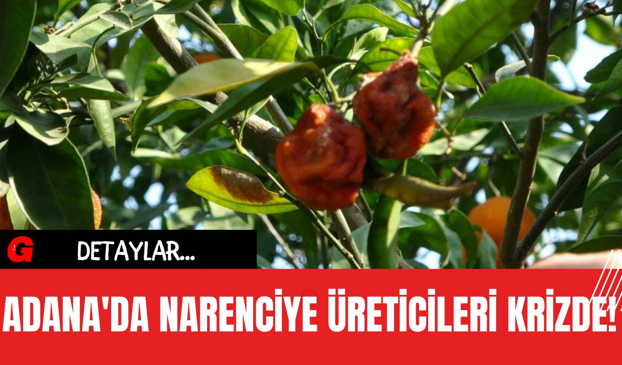 Adana'da Narenciye Üreticileri Krizde!