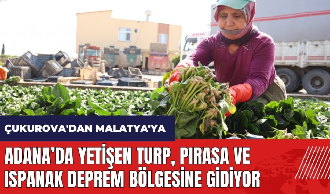 Adana’da yetişen turp pırasa ve ıspanak deprem bölgesine gidiyor