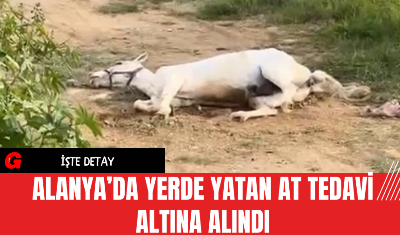 Alanya’da Yerde Yatan At Tedavi Altına Alındı