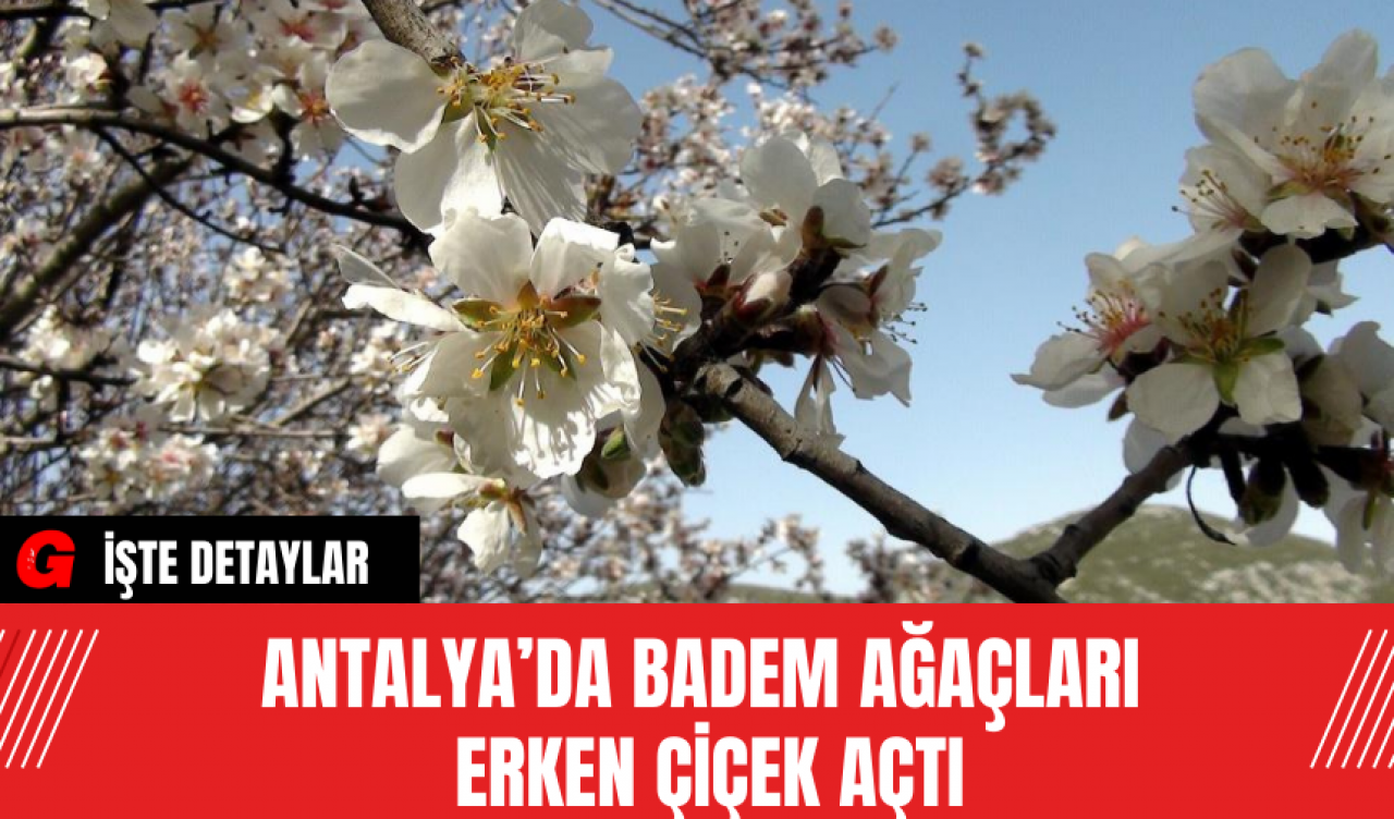 Antalya’da Badem Ağaçları Erken Çiçek Açtı