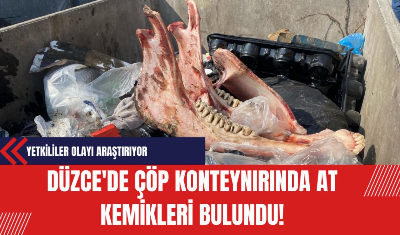 Düzce'de Çöp Konteynırında At Kemikleri Bulundu! Yetkililer Olayı Araştırıyor