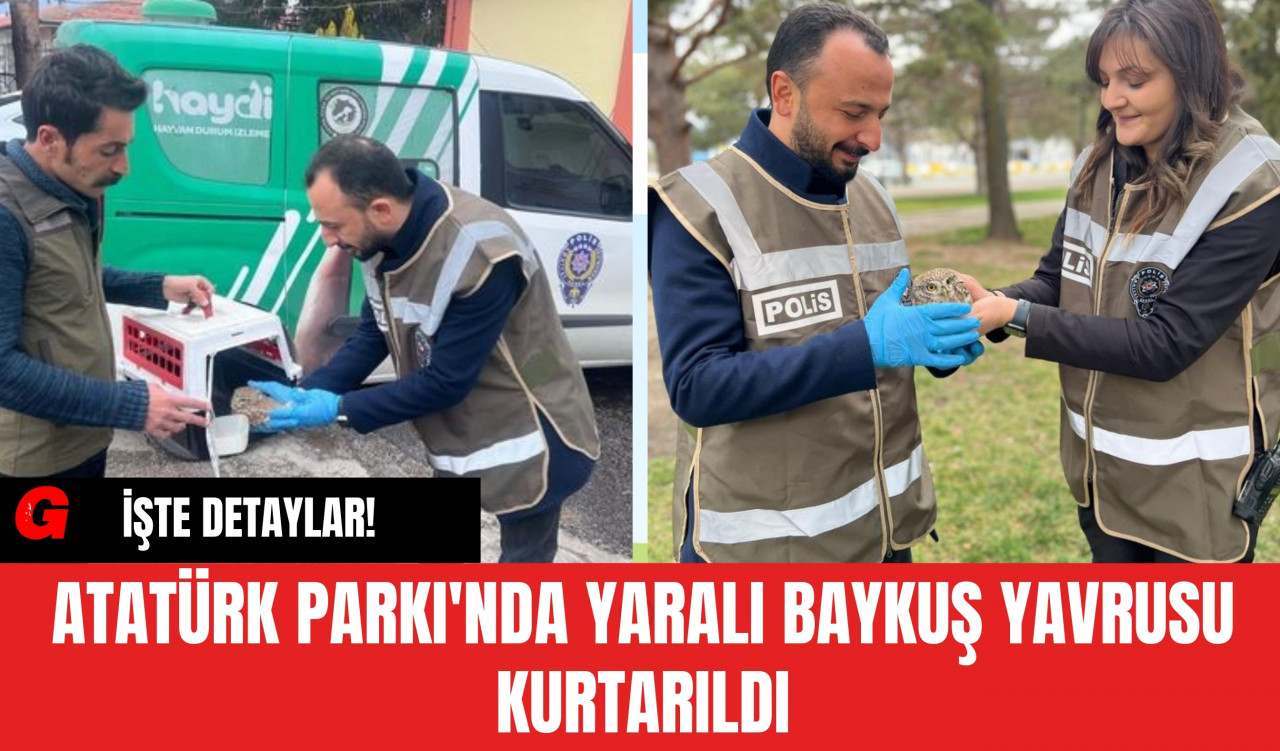 Atatürk Parkı'nda Yaralı Baykuş Yavrusu Kurtarıldı