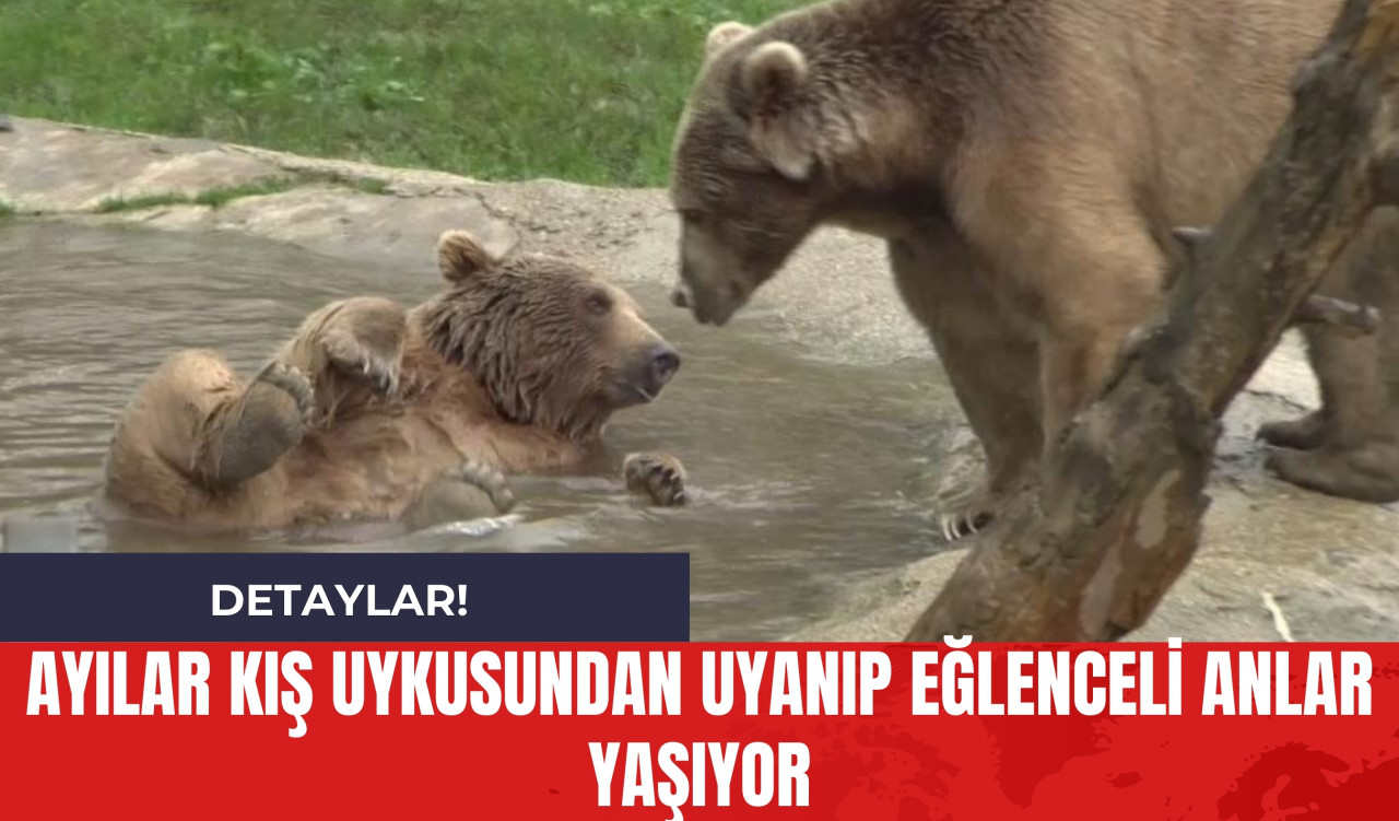 Ayılar Kış Uykusundan Uyanıp Eğlenceli Anlar Yaşıyor