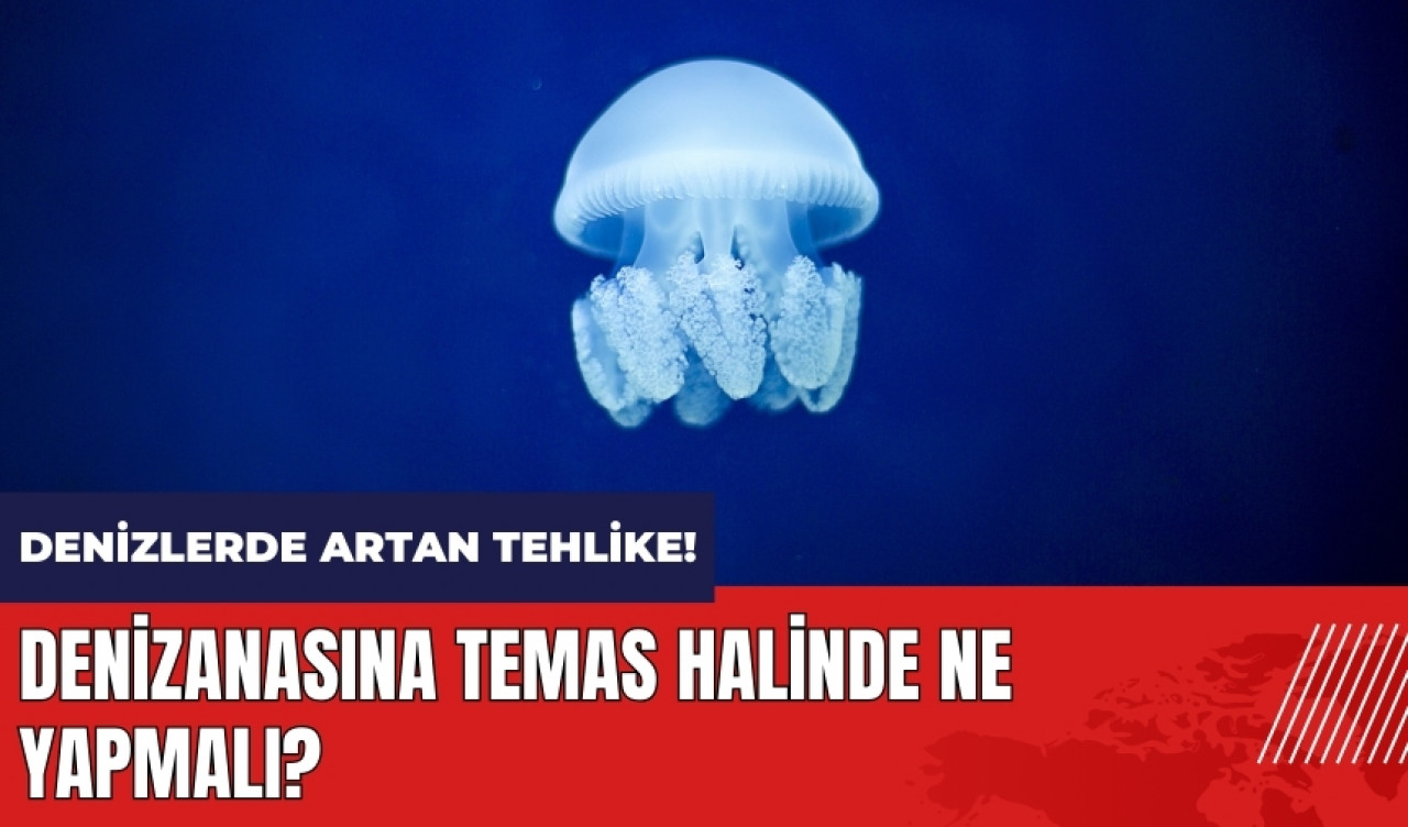 Denizlerde artan tehlike! Denizanasına temas halinde ne yapmalı?