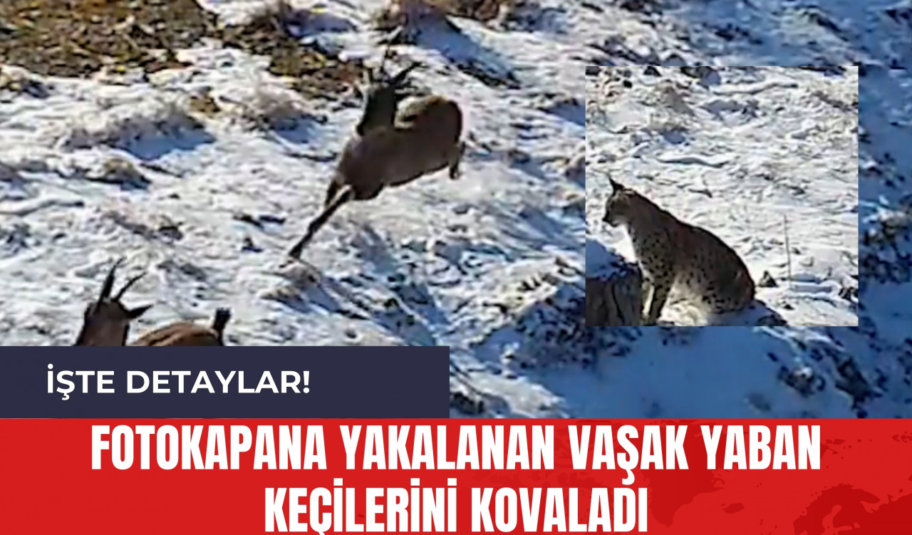 Fotokapana Yakalanan Vaşak Yaban Keçilerini Kovaladı