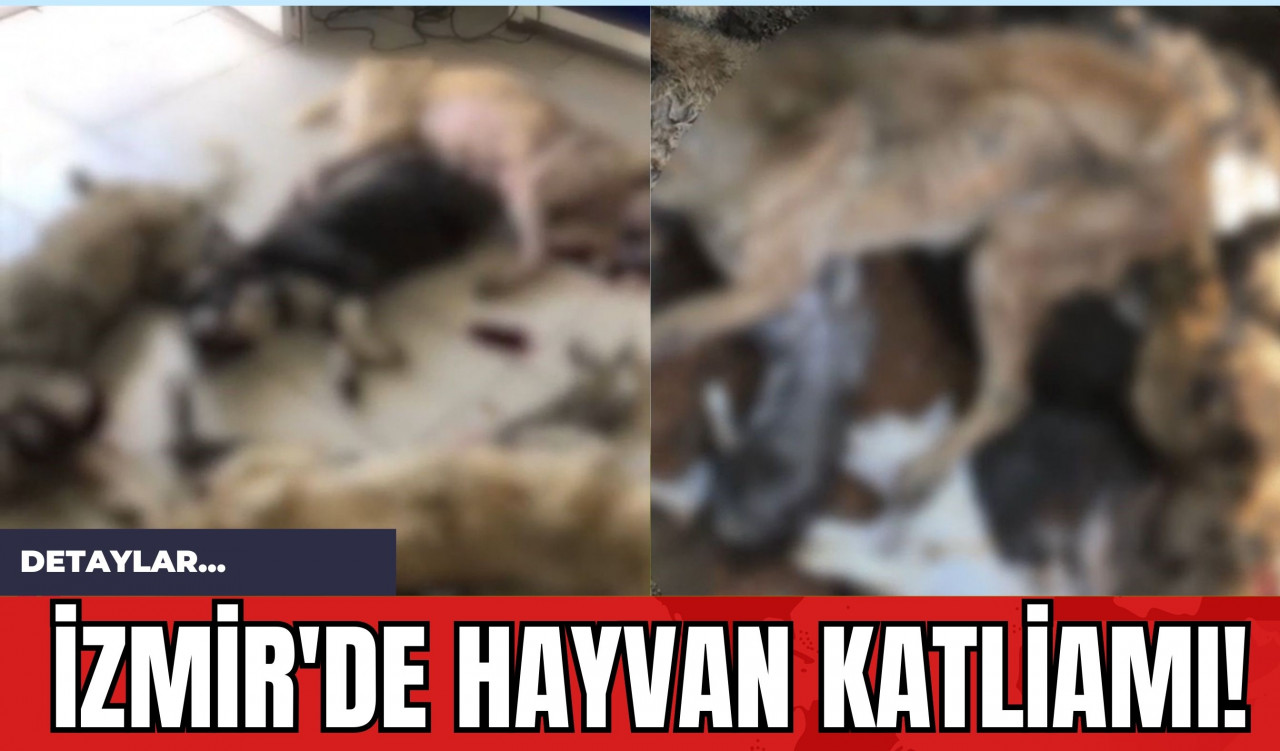 İzmir'de Hayvan Katliamı!