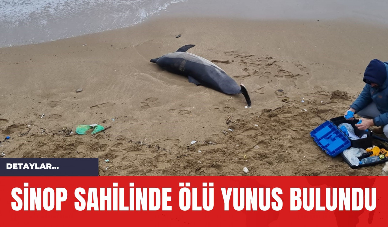 Sinop Sahilinde Öl* Yunus Bulundu