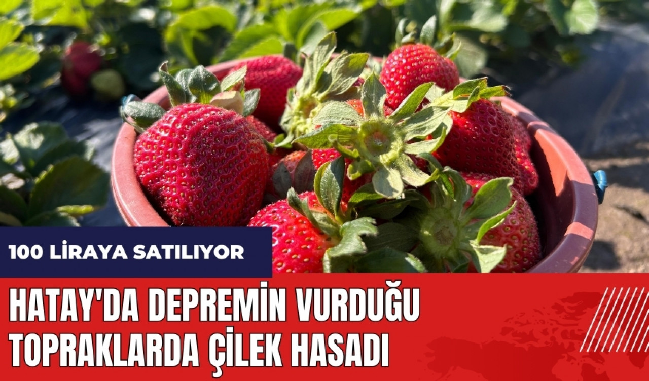 Hatay'da depremin vurduğu topraklarda çilek hasadı! 100 liraya satılıyor