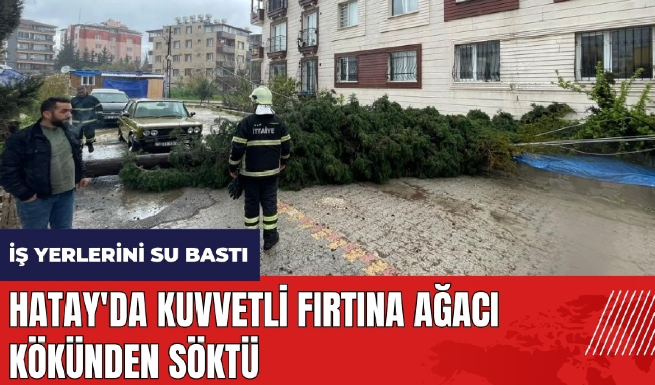 Hatay'da kuvvetli fırtına ağacı kökünden söktü