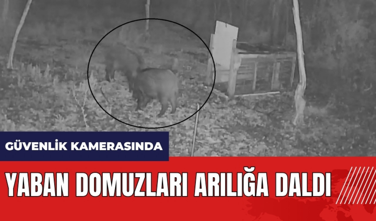 Hatay’da yaban domuzları arılığa daldı!