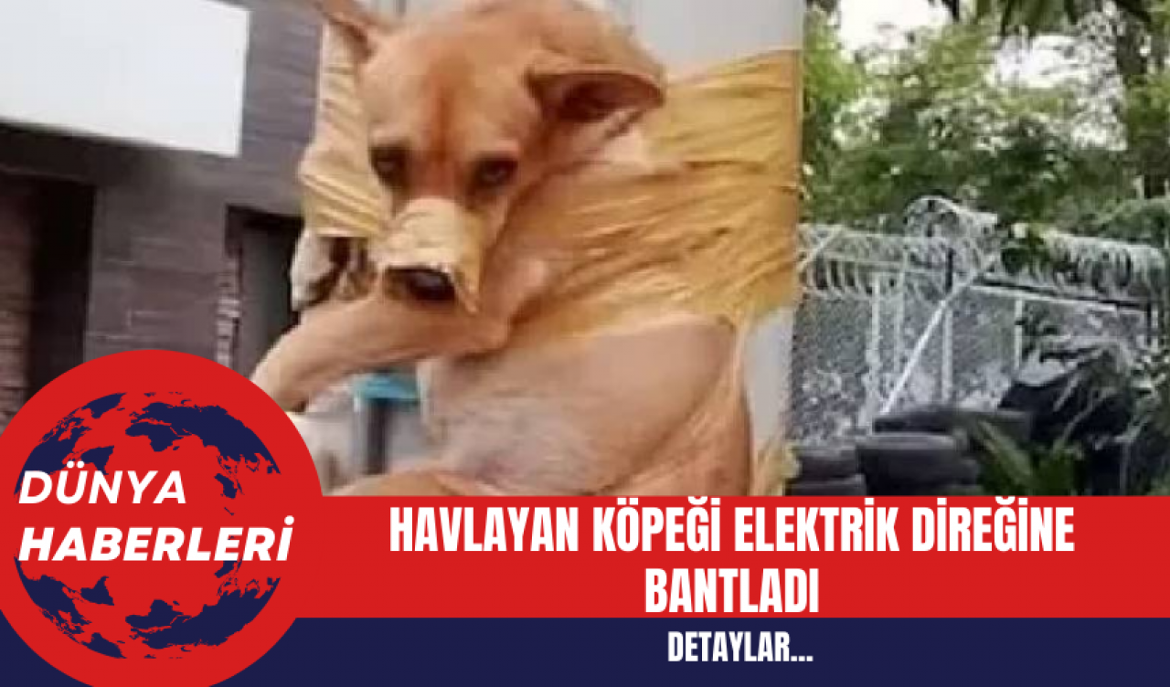 Havlayan Köpeği Elektrik Direğine Bantladı