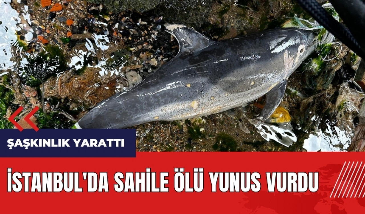 İstanbul'da sahile ölü yunus vurdu