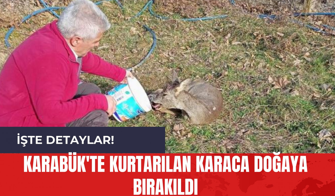 Karabük'te Kurtarılan Karaca Doğaya Bırakıldı