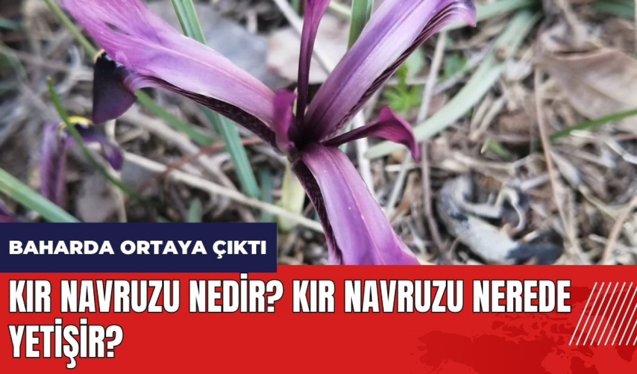 Kır Navruzu nedir? Kır Navruzu nerede yetişir?