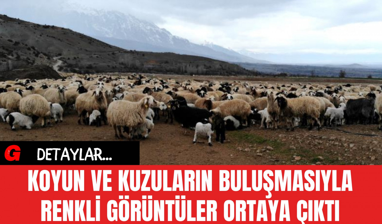 Koyun ve Kuzuların Buluşmasıyla Renkli Görüntüler Ortaya Çıktı