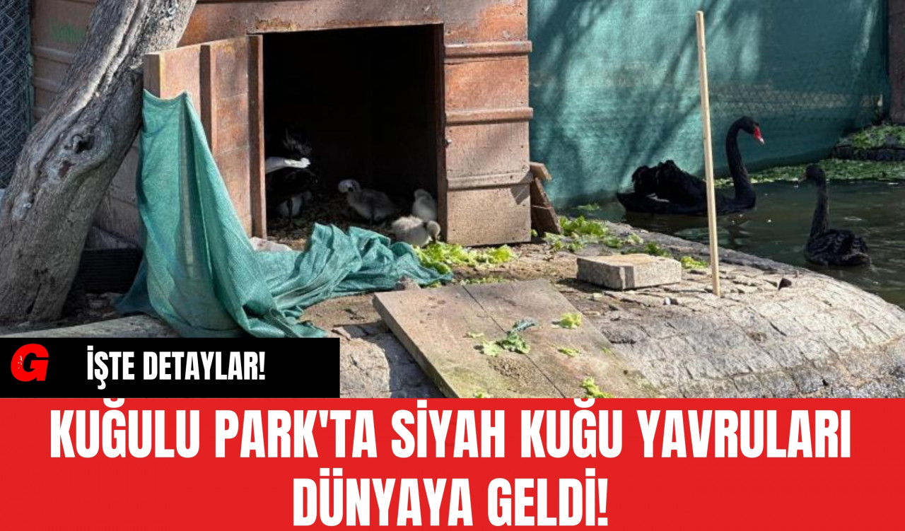 Kuğulu Park'ta Siyah Kuğu Yavruları Dünyaya Geldi!