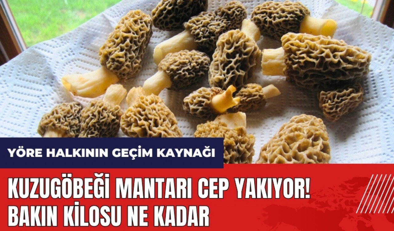 Kuzugöbeği mantarı cep yakıyor! Bakın kilosu ne kadar