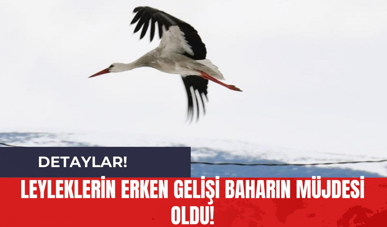 Leyleklerin Erken Gelişi Baharın Müjdesi Oldu!