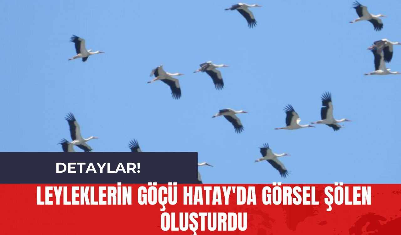 Leyleklerin Göçü Hatay'da Görsel Şölen Oluşturdu