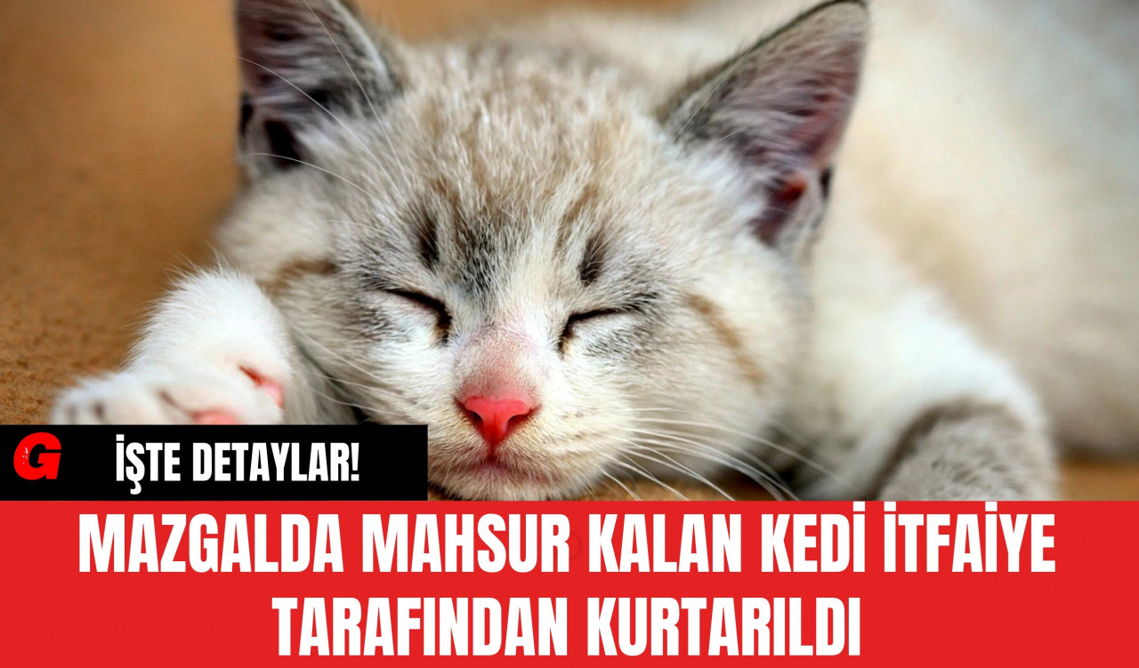 Mazgalda Mahsur Kalan Kedi İtfaiye Tarafından Kurtarıldı