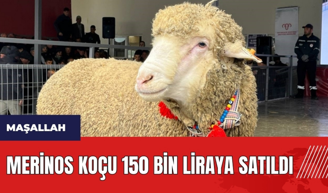 Merinos koçu 150 bin liraya satıldı