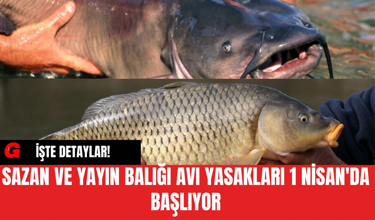 Sazan ve Yayın Balığı Avı Yasakları 1 Nisan'da Başlıyor