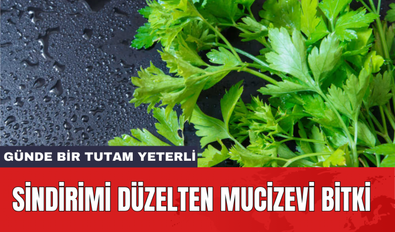 Sindirimi düzelten mucizevi bitki: Günde bir tutam yeterli