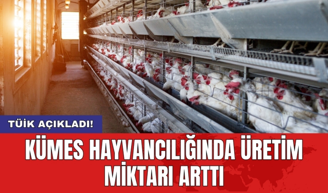 Kümes hayvancılığında üretim miktarı arttı