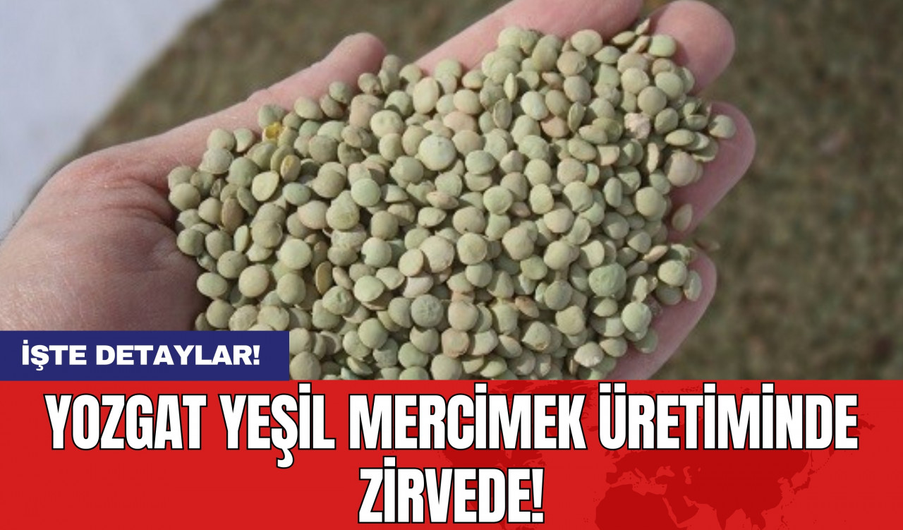 Yozgat Yeşil Mercimek Üretiminde Zirvede!