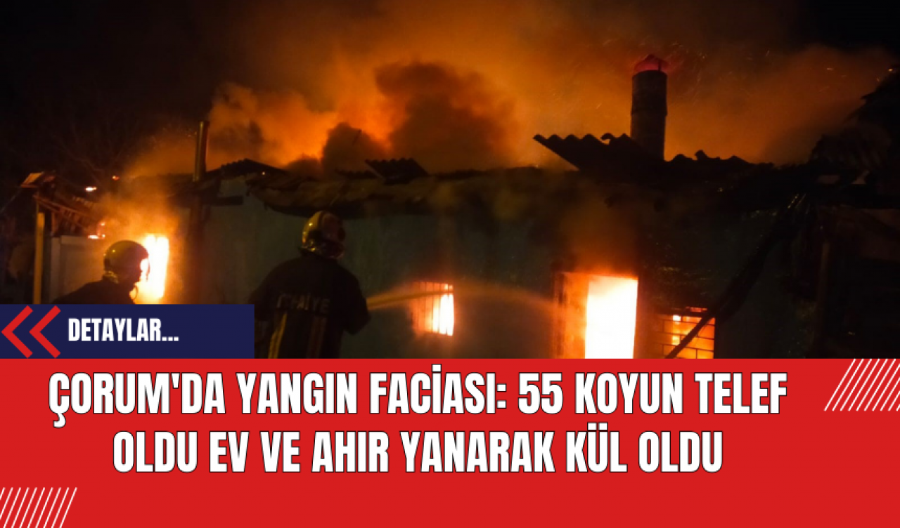 Çorum'da Yangın Faciası: 55 Koyun Telef Oldu Ev ve Ahır Yanarak Kül Oldu