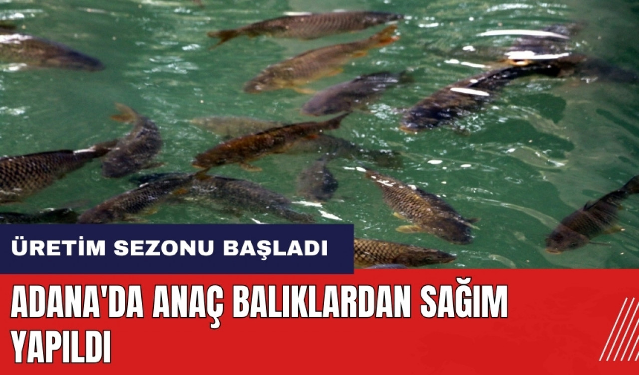 Adana'da anaç balıklardan sağım yapıldı