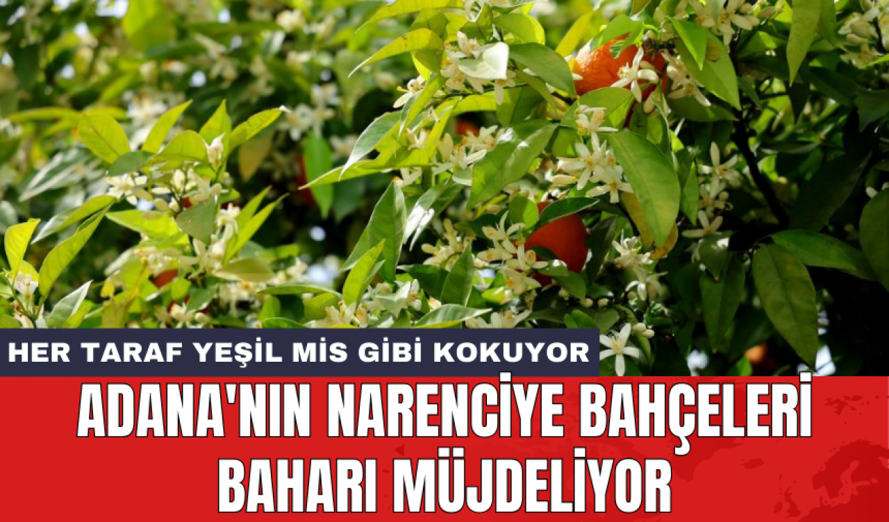 Adana'nın narenciye bahçeleri baharı müjdeliyor