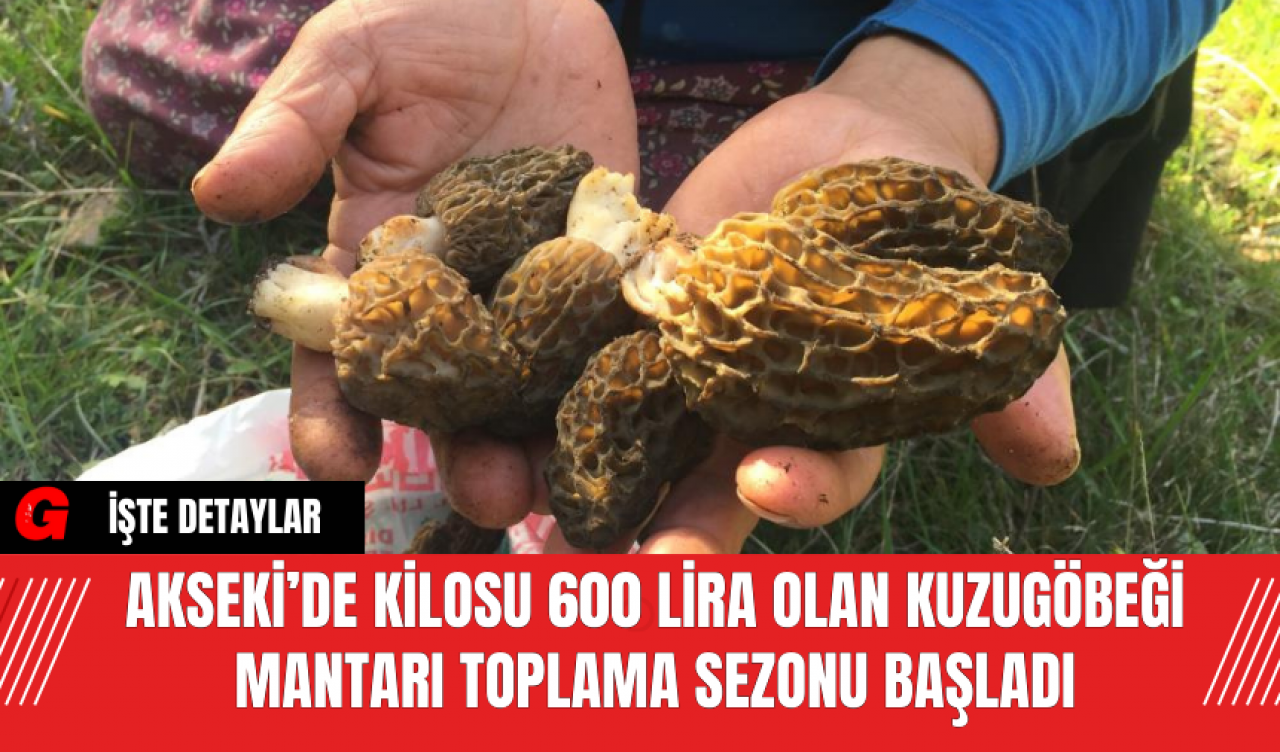 Akseki’de Kilosu 600 Lira Olan Kuzugöbeği Mantarı Toplama Sezonu Başladı