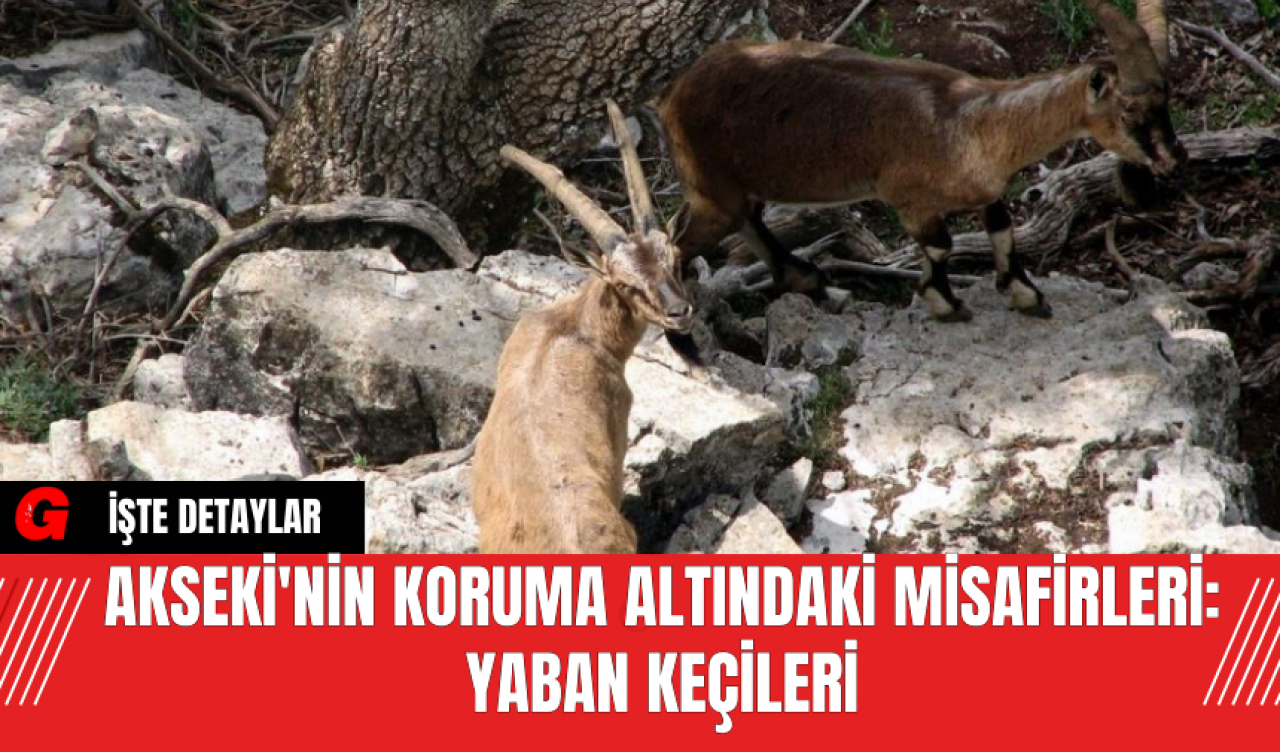 Akseki'nin Koruma Altındaki Misafirleri: Yaban Keçileri