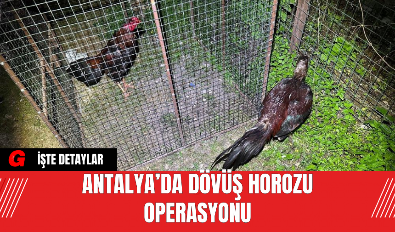 Antalya’da Dövüş Horozu Operasyonu