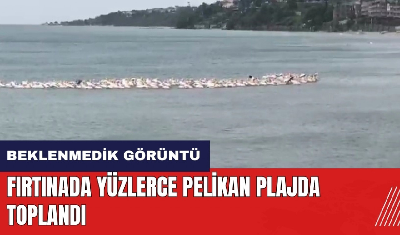 Fırtınada yüzlerce pelikan plajda toplandı