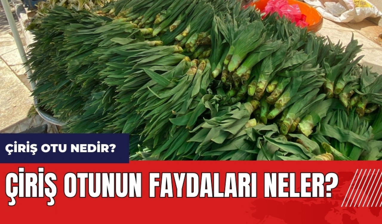 Çiriş otu nedir? Çiriş otunun faydaları neler?