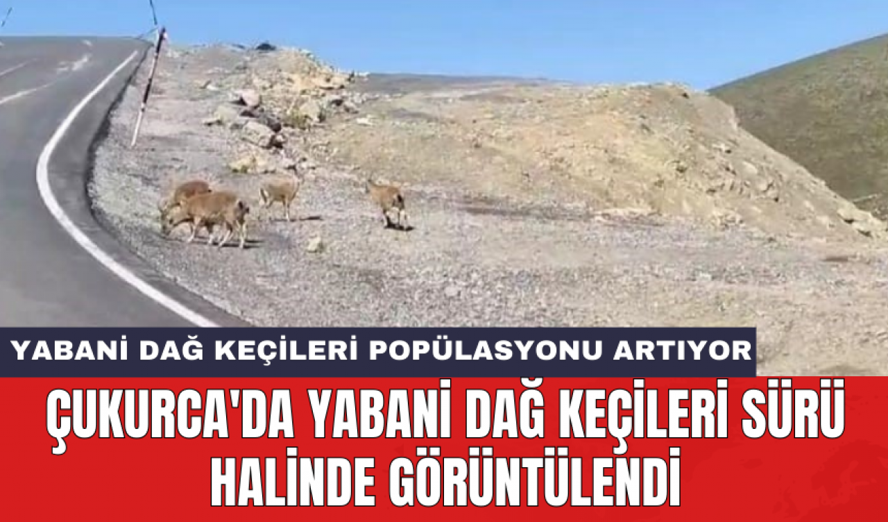 Çukurca'da yabani dağ keçileri sürü halinde görüntülendi